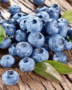 BLUEBERRY ‘BLUECROP‘ 1YR. NO.1 - BU101 (25 P.BAG)