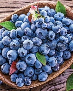 BLUEBERRY ‘BLUERAY‘ 1YR. NO.1 - BU111 (25 P.BAG)