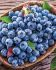 BLUEBERRY BLUERAY 1YR. NO.1 - BU111 25 P.BAG