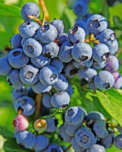 BLUEBERRY ‘DUKE‘ 1YR. NO.1 - BU121 (25 P.BAG)