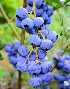 BLUEBERRY ‘ELLIOTT‘ 1YR. NO.1 - BU131 (25 P.BAG)