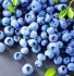 BLUEBERRY ELLIOTT 1YR. NO.1 - BU131 25 P.BAG