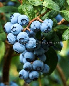 BLUEBERRY ‘JERSEY‘ 1YR. NO.1 - BU133 (25 P.BAG)