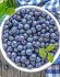 BLUEBERRY NORTHLAND 1YR. NO.1 - BU146 25 P.BAG