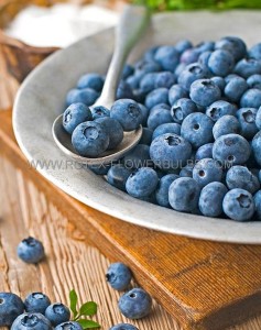 BLUEBERRY ‘PATRIOT‘ 1YR. NO.1 - BU154 (25 P.BAG)