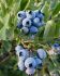 BLUEBERRY RAZZ 1YR. NO.1 - BU172 25 P.BAG