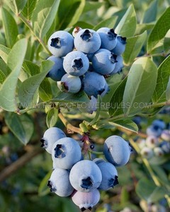 BLUEBERRY ‘RAZZ‘ 1YR. NO.1 - BU172 (25 P.BAG)