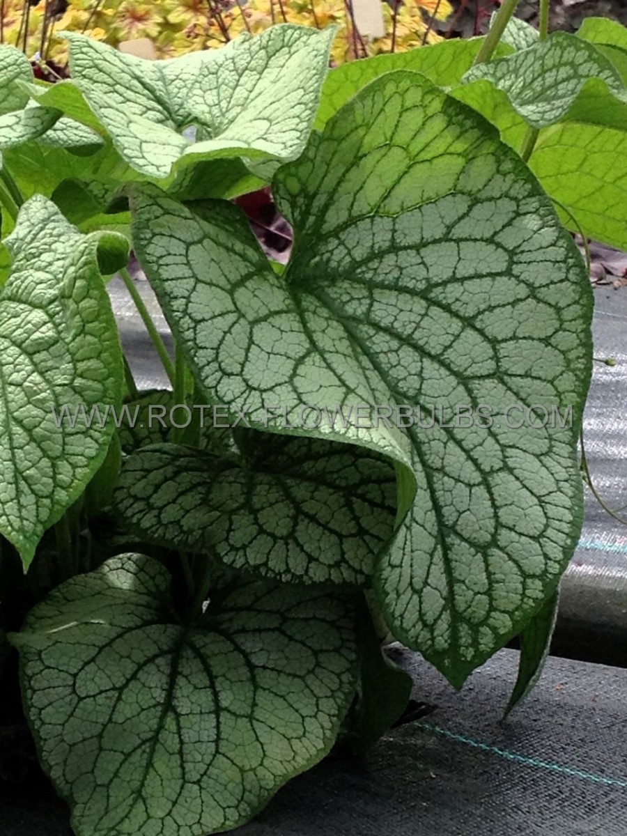 BRUNNERA (SIBERIAN BUGLOSS) MACROPHYLLA ‘ALEXANDERS GREAT‘ I (25 P.BAG)