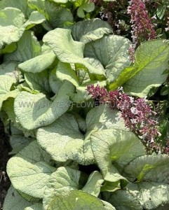 BRUNNERA (SIBERIAN BUGLOSS) MACROPHYLLA ‘ALEXANDRIA‘ I (25 P.BAG)