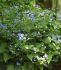 BRUNNERA SIBERIAN BUGLOSS MACROPHYLLA I 25 P.BAG