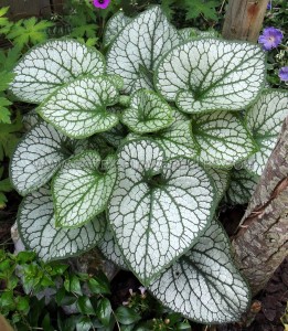 BRUNNERA (SIBERIAN BUGLOSS) MACROPHYLLA ‘JACK FROST‘ I (25 P.BAG)