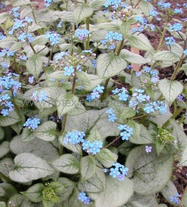 BRUNNERA (SIBERIAN BUGLOSS) MACROPHYLLA ‘LOOKING GLASS‘ I (25 P.BAG)