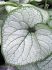 BRUNNERA SIBERIAN BUGLOSS MACROPHYLLA SILVER HEART I 25 P.BAG