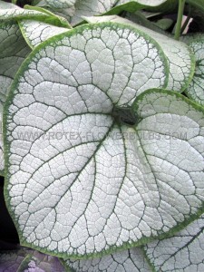 BRUNNERA (SIBERIAN BUGLOSS) MACROPHYLLA ‘SILVER HEART‘ I (25 P.BAG)