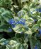 BRUNNERA SIBERIAN BUGLOSS MACROPHYLLA VARIEGATA I 25 P.BAG