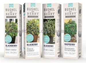 BUSHEL & BERRY ASSORTMENT NO.1 - DGBB2402 (25 CARDBOARD SLEEVES X 1)