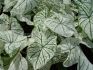 CALADIUM FANCY LEAVED CANDIDUM JUMBO 100 P.CARTON