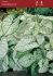 CALADIUM FANCY LEAVED CANDIDUM SENIOR JUMBO 100 P.CARTON