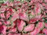 CALADIUM FANCY LEAVED CAROLYN WHORTON JUMBO 100 P.CARTON