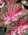 CALADIUM FANCY LEAVED CAROLYN WHORTON JUMBO 100 P.CARTON