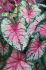 CALADIUM FANCY LEAVED CHERRY BLOSSOM JUMBO 100 P.CARTON