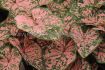 CALADIUM FANCY LEAVED FLORIDA ELISE JUMBO 100 P.CARTON