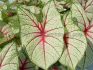 CALADIUM FANCY LEAVED FLORIDA FANTASY JUMBO 100 P.CARTON