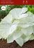 CALADIUM FANCY LEAVED FLORIDA MOONLIGHT JUMBO 100 P.CARTON