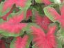 CALADIUM FANCY LEAVED FREIDA HEMPLE JUMBO 100 P.CARTON