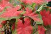 CALADIUM FANCY LEAVED FREIDA HEMPLE JUMBO 100 P.CARTON