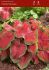 CALADIUM FANCY LEAVED FREIDA HEMPLE NO.1 200 P.CARTON