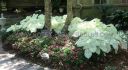 CALADIUM FANCY LEAVED GARDEN WHITE JUMBO 100 P.CARTON