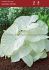 CALADIUM FANCY LEAVED GARDEN WHITE JUMBO 100 P.CARTON