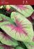 CALADIUM FANCY LEAVED MINT JULEP JUMBO 100 P.CARTON