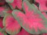 CALADIUM FANCY LEAVED POSTMAN JOYNER JUMBO 100 P.CARTON