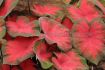 CALADIUM FANCY LEAVED POSTMAN JOYNER JUMBO 100 P.CARTON