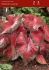 CALADIUM FANCY LEAVED POSTMAN JOYNER NO.1 200 P.CARTON