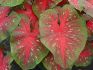 CALADIUM FANCY LEAVED RED FLASH JUMBO 100 P.CARTON