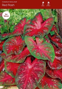 CALADIUM FANCY LEAVED ‘RED FLASH‘ NO.2 (400 P.CARTON)