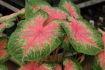 CALADIUM FANCY LEAVED ROSEBUD JUMBO 100 P.CARTON