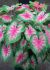 CALADIUM FANCY LEAVED ROSEBUD JUMBO 100 P.CARTON