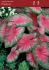 CALADIUM FANCY LEAVED ROSEBUD JUMBO 100 P.CARTON