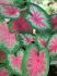 CALADIUM FANCY LEAVED ROSEBUD NO.1 200 P.CARTON