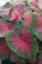 CALADIUM FANCY LEAVED ROYAL FLUSH JUMBO 100 P.CARTON