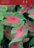 CALADIUM FANCY LEAVED ROYAL FLUSH JUMBO 100 P.CARTON