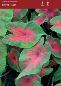 CALADIUM FANCY LEAVED ‘ROYAL FLUSH‘ JUMBO (100 P.CARTON)