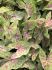 CALADIUM FANCY LEAVED SEAFOAM PINK JUMBO 100 P.CARTON