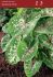 CALADIUM FANCY LEAVED SEAFOAM PINK NO.1 200 P.CARTON