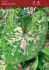 CALADIUM FANCY LEAVED SEAFOAM PINK NO.1 200 P.CARTON