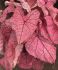 CALADIUM FANCY LEAVED SPRING FLING JUMBO 100 P.CARTON